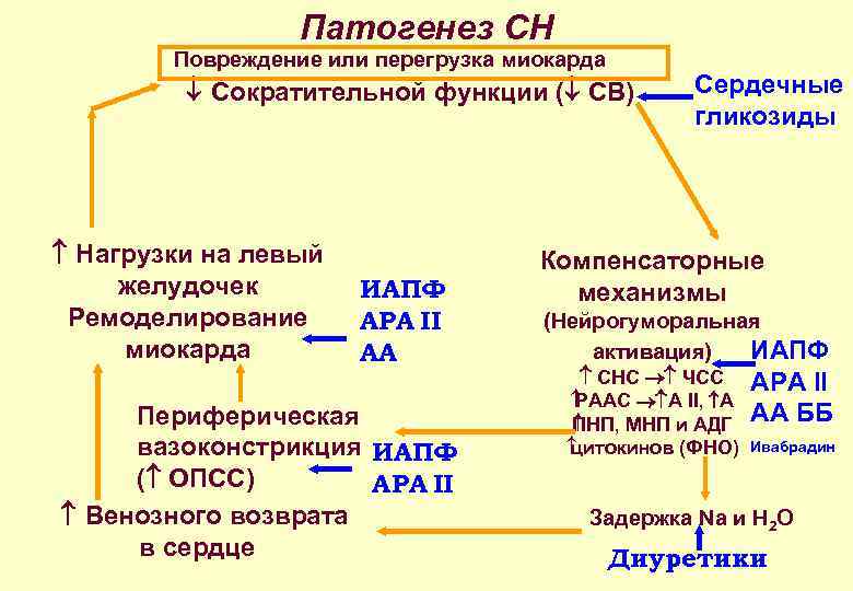 Патогенез СН Повреждение или перегрузка миокарда Сократительной функции ( СВ) Нагрузки на левый желудочек