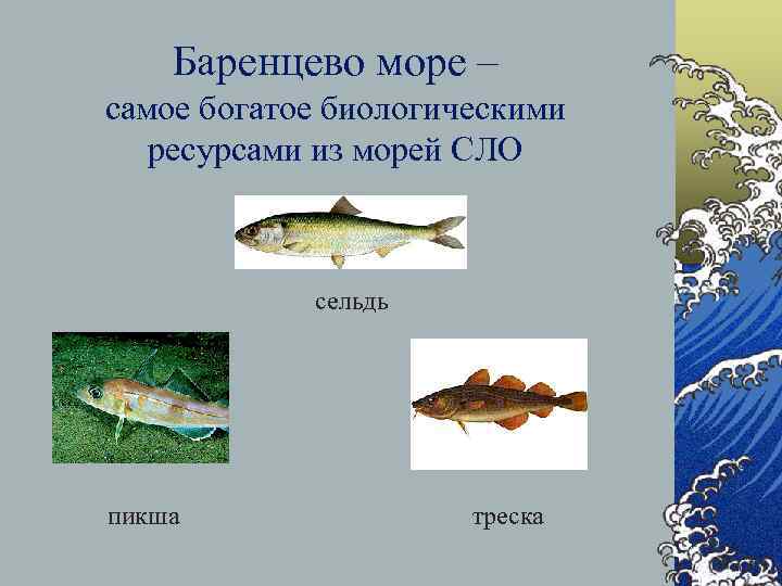 Баренцево море – самое богатое биологическими ресурсами из морей СЛО сельдь пикша треска 