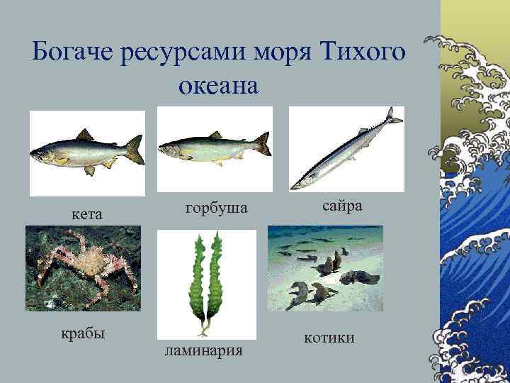 Богаче ресурсами моря Тихого океана кета крабы горбуша ламинария сайра котики 