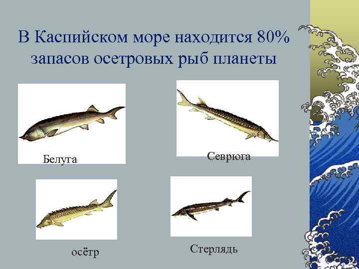 В Каспийском море находится 80% запасов осетровых рыб планеты Белуга осётр Севрюга Стерлядь 