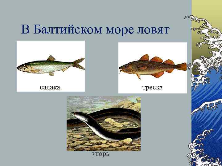 В Балтийском море ловят салака треска угорь 