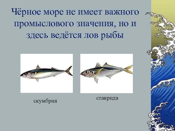 Чёрное море не имеет важного промыслового значения, но и здесь ведётся лов рыбы скумбрия