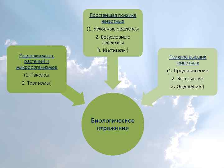 Раздражимость растений и микроорганизмов (1. Таксисы 2. Тропизмы) Простейшая психика животных (1. Условные рефлексы