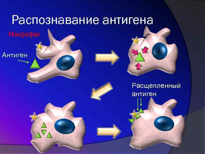 Распознавание антигена Макрофаг Антиген Расщепленный антиген 