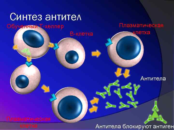 Синтез антител Обученный Т-хелпер В-клетка Плазматическая клетка Антитела блокируют антиген 