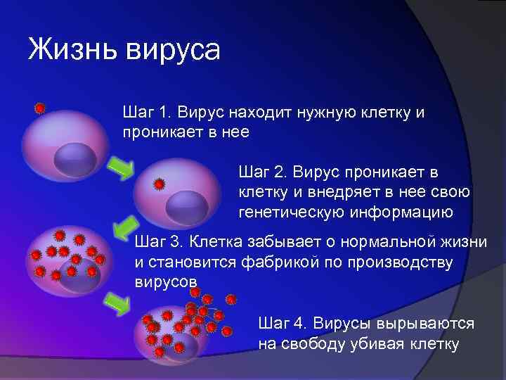 Вирус живущий в организме человека. Жизнь с вирусами. Условия жизни вирусов. Проникновение вируса в клетку. Наследственная информация вируса.