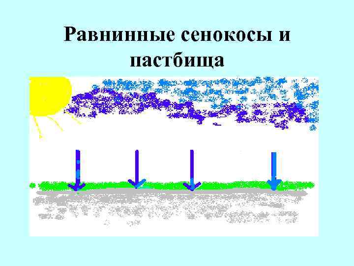 Равнинные сенокосы и пастбища 