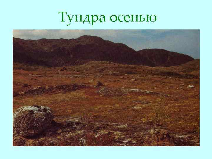 Тундра осенью 