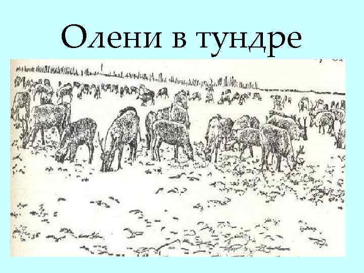 Олени в тундре 