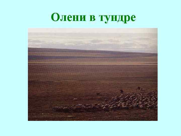 Олени в тундре 