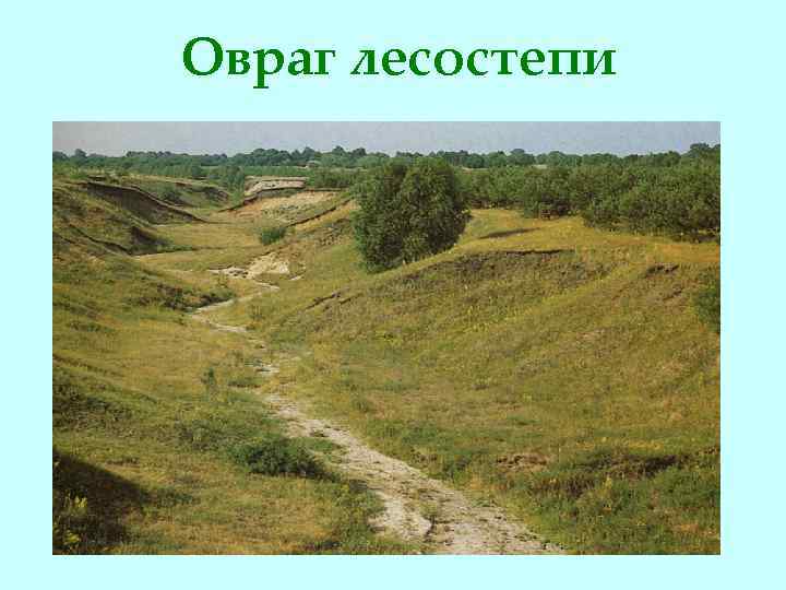 Овраг лесостепи 