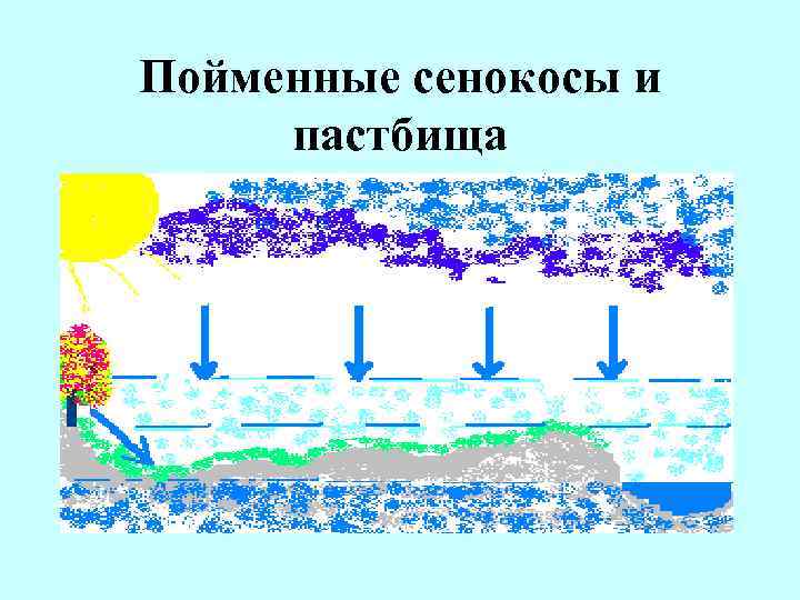 Пойменные сенокосы и пастбища 