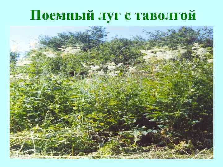 Поемный луг с таволгой 