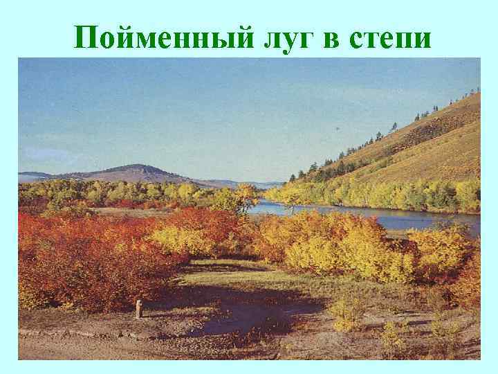 Пойменный луг в степи 