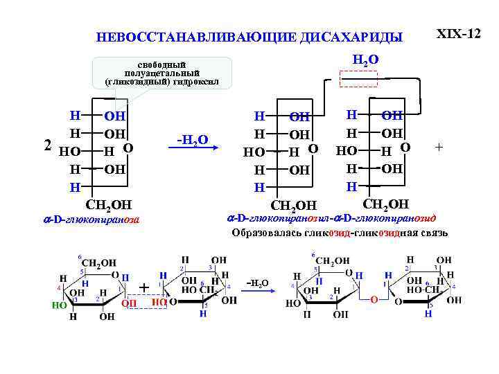 XIX-12 НЕВОССТАНАВЛИВАЮЩИЕ ДИСАХАРИДЫ H 2 O свободный полуацетальный (гликозидный) гидроксил 2 H H HO