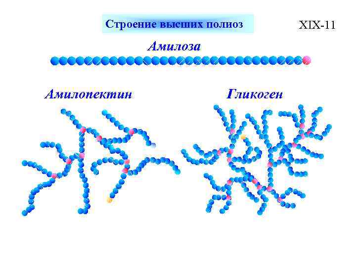 Строение высших полиоз Амилоза Амилопектин Гликоген XIX-11 