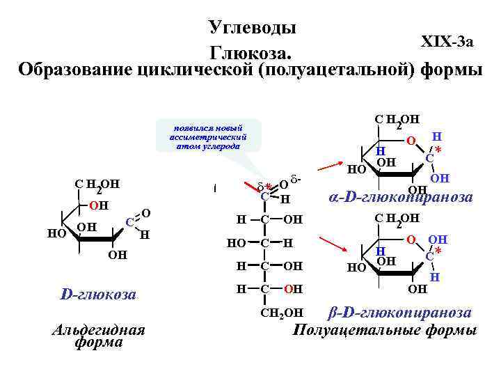 Углеводы XIX-3 a Глюкоза. Образование циклической (полуацетальной) формы появился новый ассиметрический атом углерода C