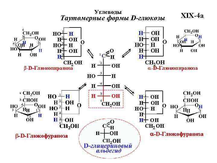 Углеводы Таутомерные формы D-глюкозы 6 4 1 HO H 5 2 H OH O