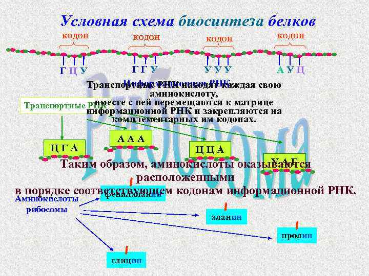 Кодон функция