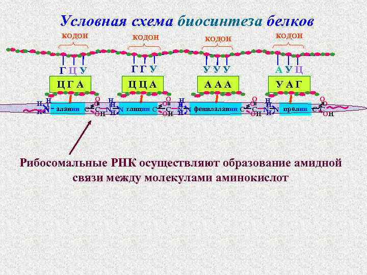 Условная схема биосинтеза белков КОДОН ГЦУ ЦГА КОДОН ГГУ УУУ ААА АУЦ УАГ ЦЦА
