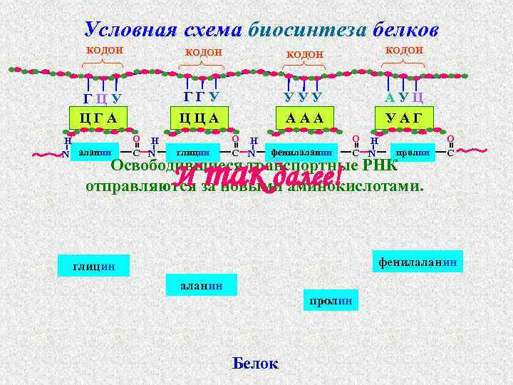 Условная схема биосинтеза белков КОДОН H N аланин КОДОН ГГУ ГЦУ ЦГА КОДОН УУУ
