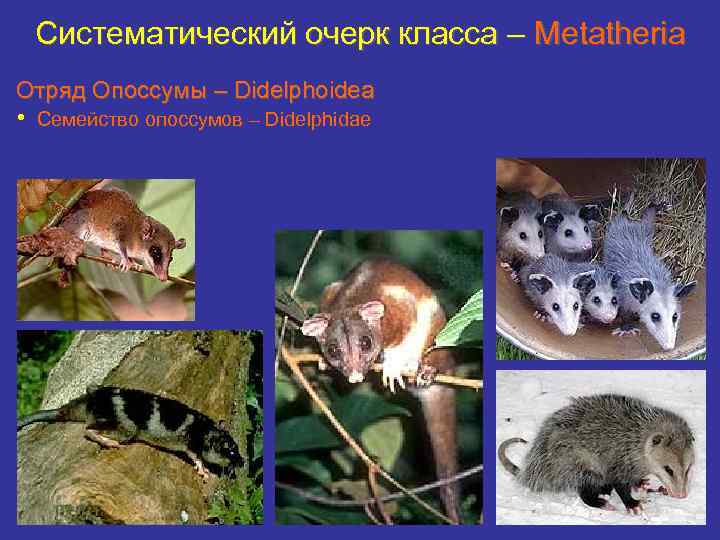 Систематический очерк класса – Metatheria Отряд Опоссумы – Didelphoidea • Семейство опоссумов – Didelphidae