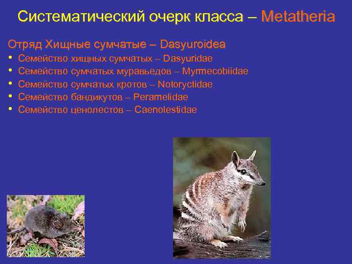 Систематический очерк класса – Metatheria Отряд Хищные сумчатые – Dasyuroidea • • • Семейство