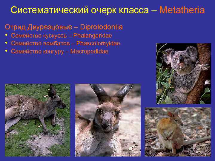 Систематический очерк класса – Metatheria Отряд Двурезцовые – Diprotodontia • • • Семейство кускусов