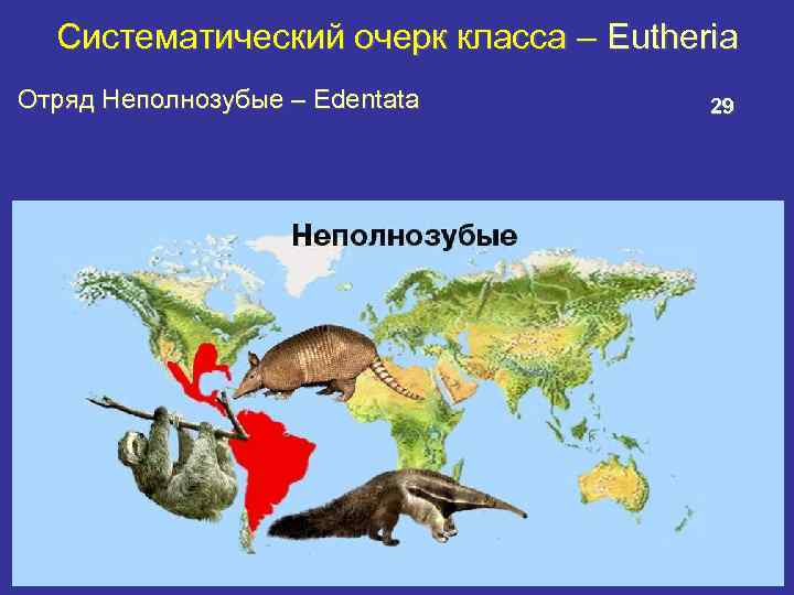 Систематический очерк класса – Eutheria Отряд Неполнозубые – Edentata 29 