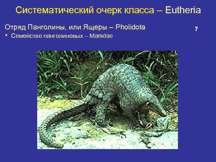 Систематический очерк класса – Eutheria Отряд Панголины, или Ящеры – Pholidota • Семейство панголиновых