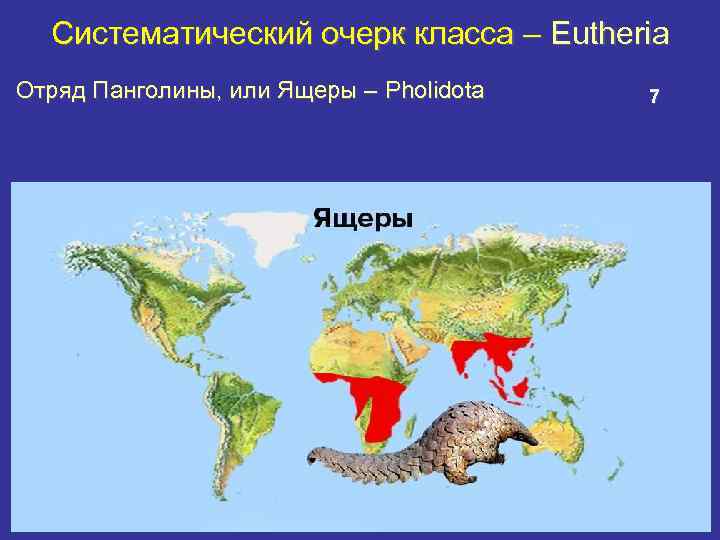 Систематический очерк класса – Eutheria Отряд Панголины, или Ящеры – Pholidota 7 