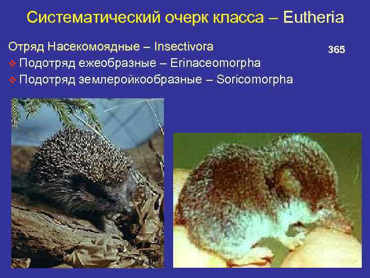 Систематический очерк класса – Eutheria Отряд Насекомоядные – Insectivora v Подотряд ежеобразные – Erinaceomorpha