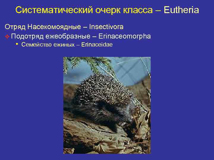 Систематический очерк класса – Eutheria Отряд Насекомоядные – Insectivora v Подотряд ежеобразные – Erinaceomorpha