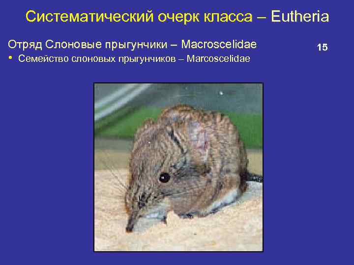 Систематический очерк класса – Eutheria Отряд Слоновые прыгунчики – Macroscelidae • Семейство слоновых прыгунчиков