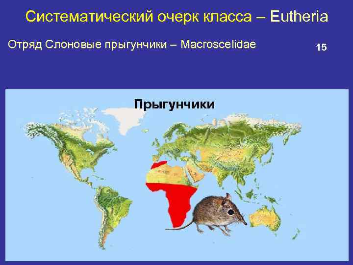 Систематический очерк класса – Eutheria Отряд Слоновые прыгунчики – Macroscelidae 15 