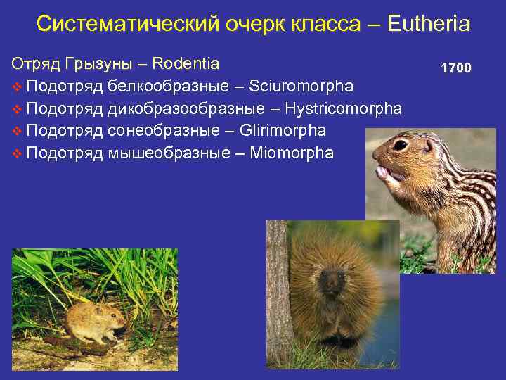 Систематический очерк класса – Eutheria Отряд Грызуны – Rodentia v Подотряд белкообразные – Sciuromorpha