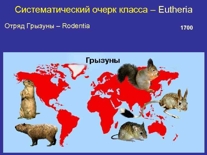 Систематический очерк класса – Eutheria Отряд Грызуны – Rodentia 1700 