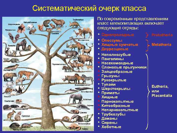 Систематический очерк класса По современным представлениям класс млекопитающих включает следующие отряды: • • •