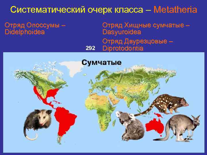 Опоссум ареал обитания карта