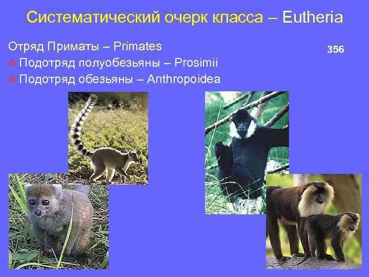 Систематический очерк класса – Eutheria Отряд Приматы – Primates v Подотряд полуобезьяны – Prosimii