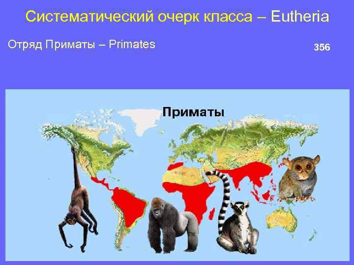 Систематический очерк класса – Eutheria Отряд Приматы – Primates 356 