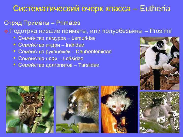 Систематический очерк класса – Eutheria Отряд Приматы – Primates v Подотряд низшие приматы, или