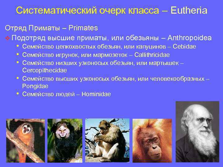 Систематический очерк класса – Eutheria Отряд Приматы – Primates v Подотряд высшие приматы, или