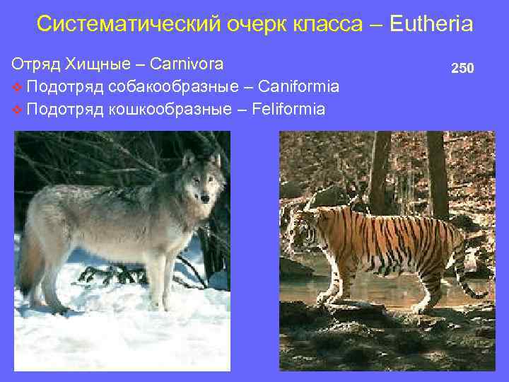 Систематический очерк класса – Eutheria Отряд Хищные – Carnivora v Подотряд собакообразные – Caniformia