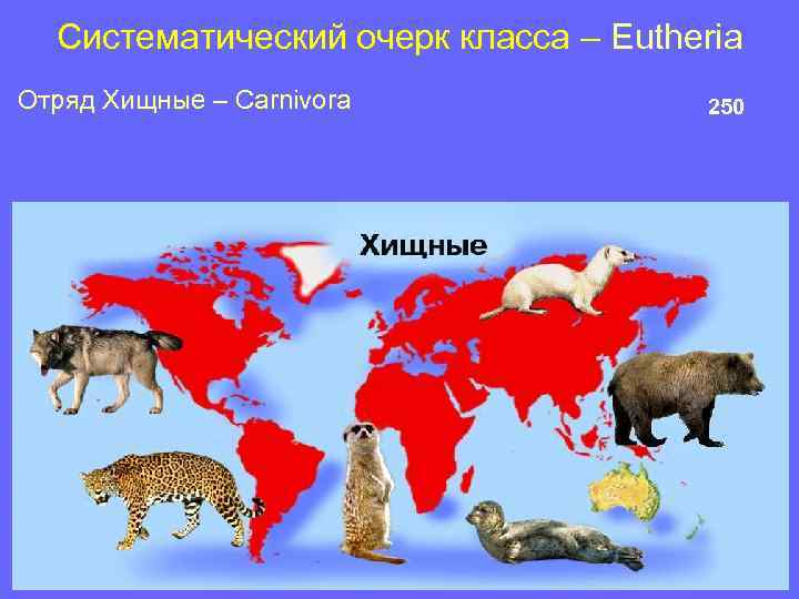 Систематический очерк класса – Eutheria Отряд Хищные – Carnivora 250 