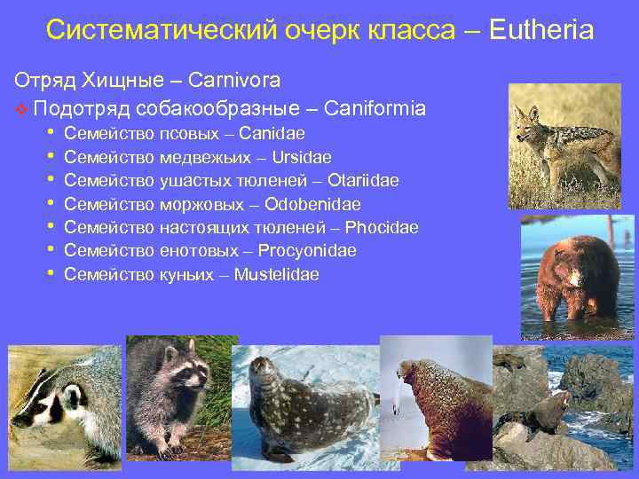 Систематический очерк класса – Eutheria Отряд Хищные – Carnivora v Подотряд собакообразные – Caniformia
