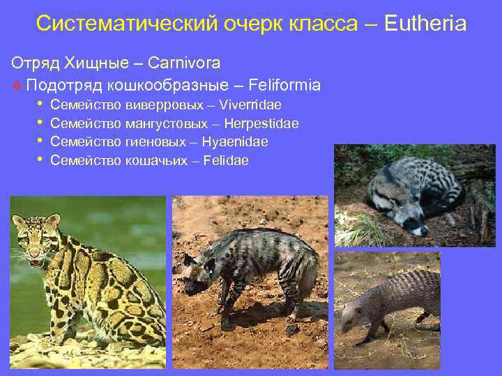 Систематический очерк класса – Eutheria Отряд Хищные – Carnivora v Подотряд кошкообразные – Feliformia