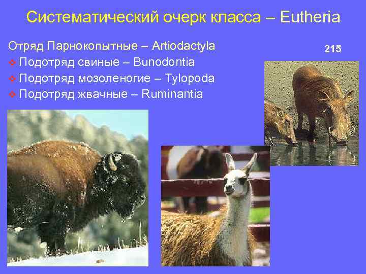 Систематический очерк класса – Eutheria Отряд Парнокопытные – Artiodactyla v Подотряд свиные – Bunodontia