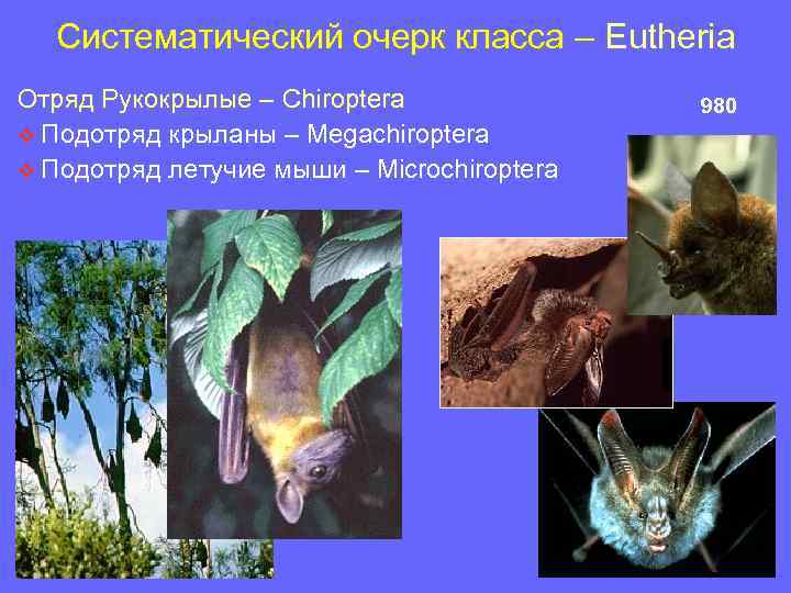 Систематический очерк класса – Eutheria Отряд Рукокрылые – Chiroptera v Подотряд крыланы – Megachiroptera