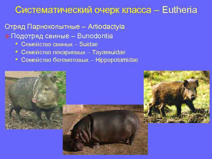 Систематический очерк класса – Eutheria Отряд Парнокопытные – Artiodactyla v Подотряд свиные – Bunodontia